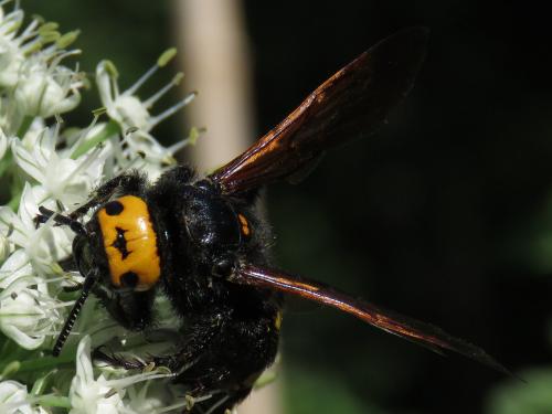 Réf. 208 097 : Megascolia maculata